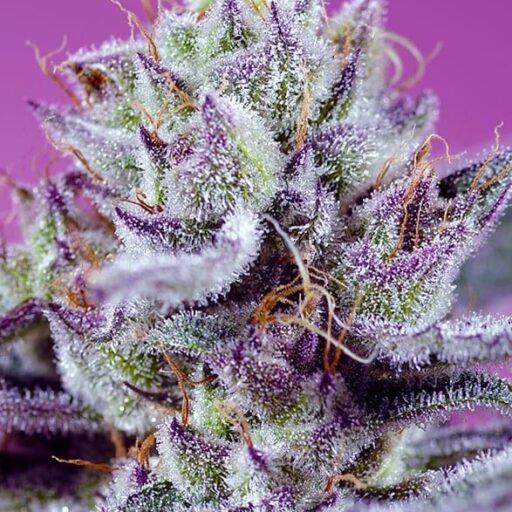 Semena marihuany Diablo’s Delight XL Auto Feminizovaná