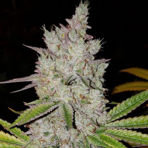Semena marihuany Lilac Diesel RBX2 Auto Feminizovaná