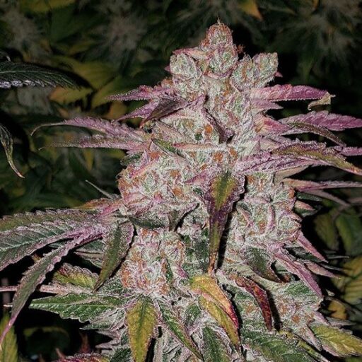Semena marihuany Purple Thai RBX1 Auto Feminizovaná