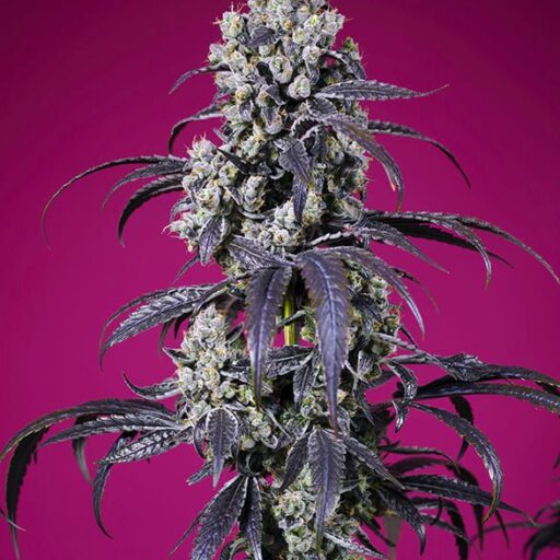 Semena marihuany Tropicanna Cherry XL Auto Feminizovaná