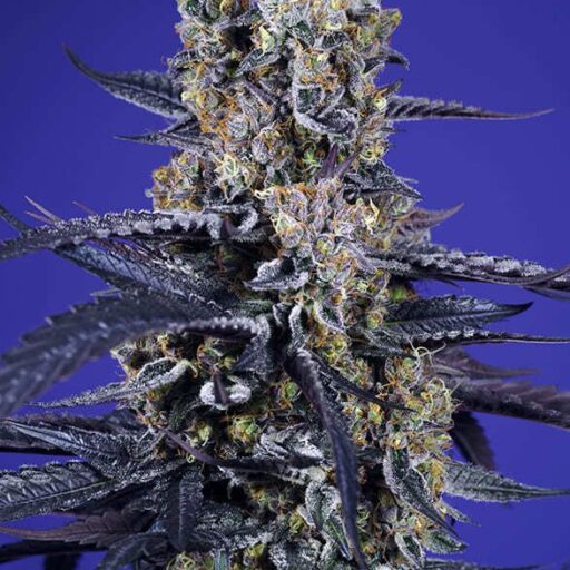 Semena marihuany Super Boof XL Auto Feminizovaná