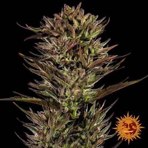Semena marihuany Thin Mint x Sour Pinot Auto Feminizovaná