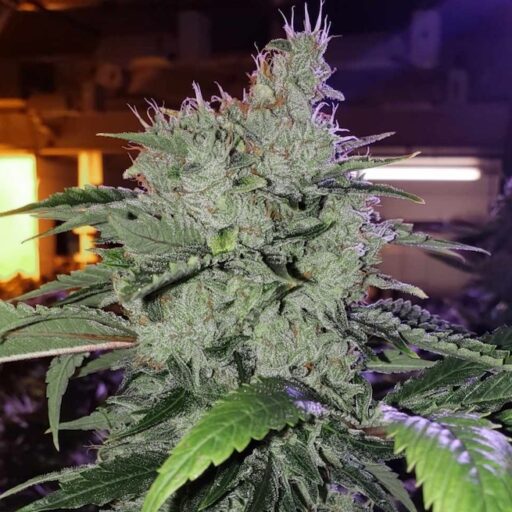 Semena marihuany Chem Funk R1 Feminizovaná