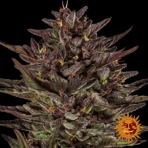 Semena marihuany Frosted Zinn x Cookie Dog Auto Feminizovaná
