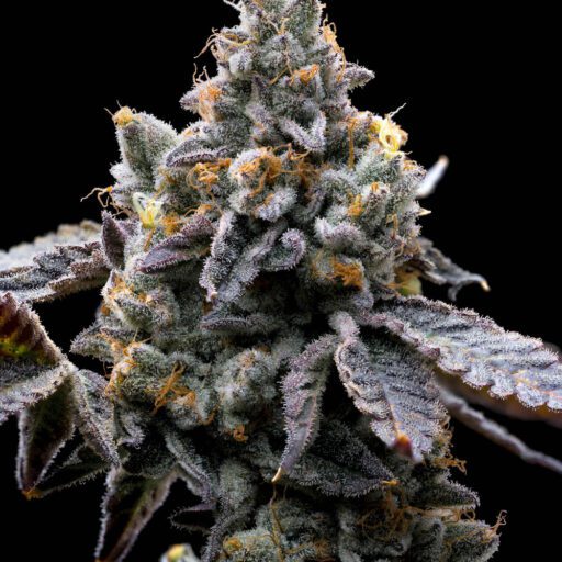 Semena marihuany GMO Cookies Feminizovaná