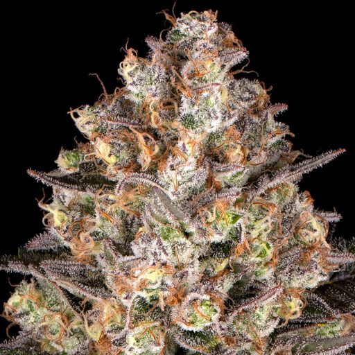 Semena marihuany Hindu Kush Feminizovaná