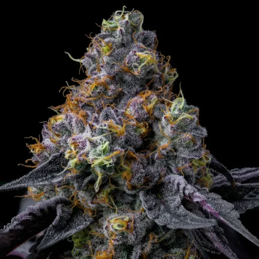 Semena marihuany Rainbow Sherbet Feminizovaná
