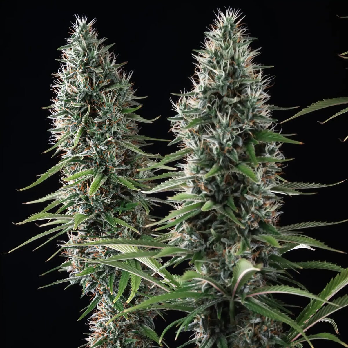 Banana Brawler od Royal Queen Seeds, foto 2 Banana Brawler od Royal Queen Seeds, foto 2