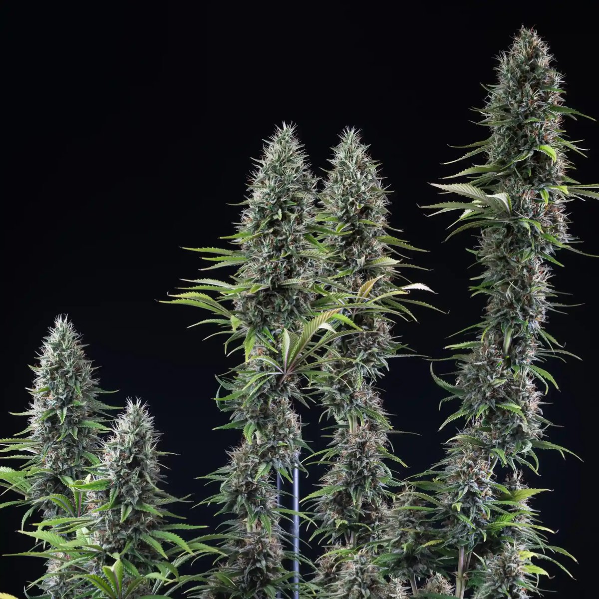 Banana Brawler od Royal Queen Seeds, foto 3 Banana Brawler od Royal Queen Seeds, foto 3