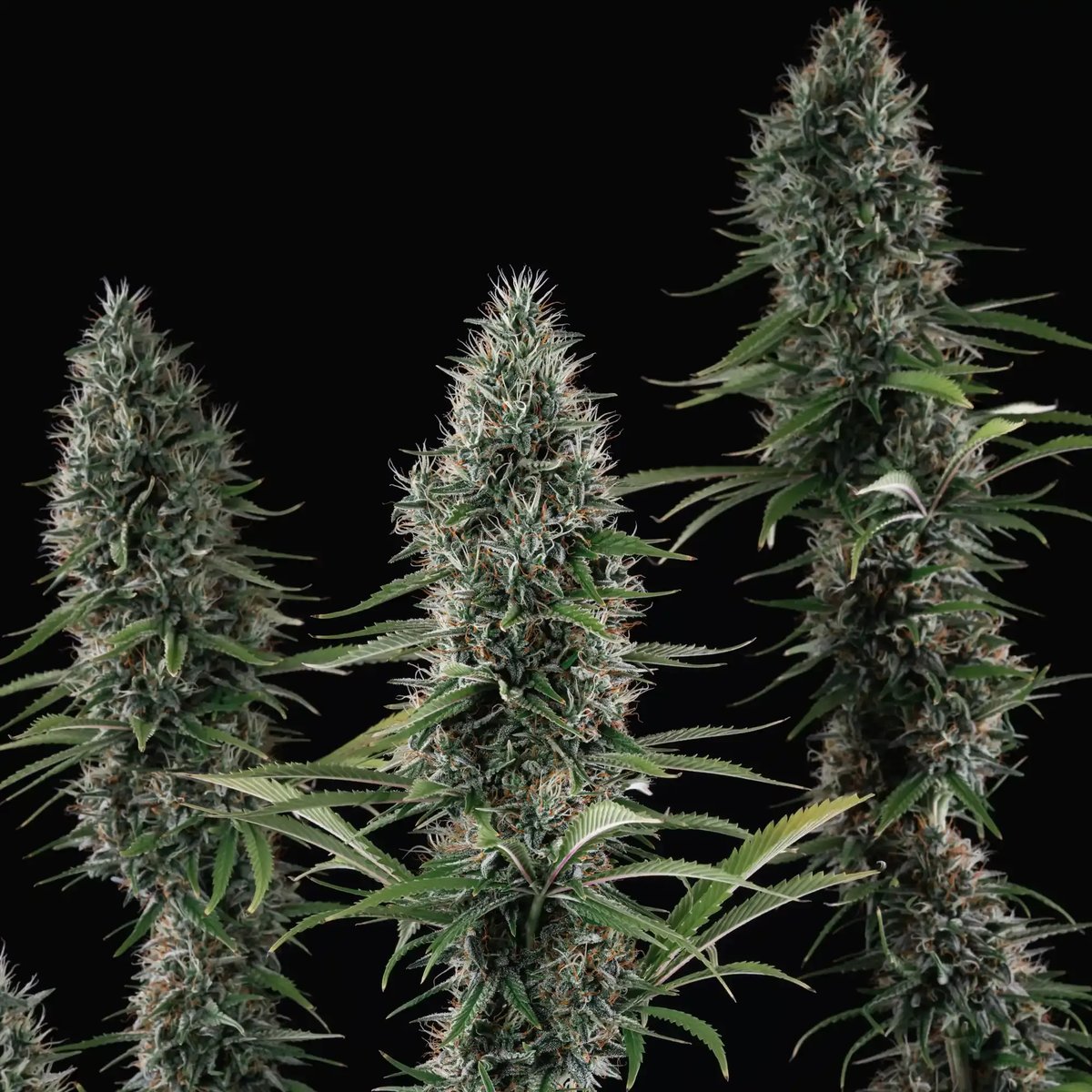 Banana Brawler od Royal Queen Seeds, foto 4 Banana Brawler od Royal Queen Seeds, foto 4