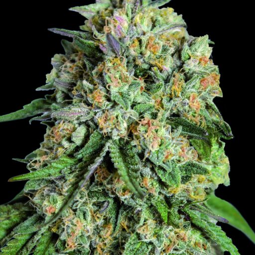 Semena marihuany Lemon Cherry Gelato Feminizovaná