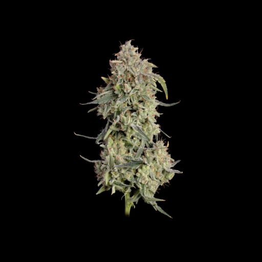 Semena marihuany Lilac Cookies Auto Feminizovaná