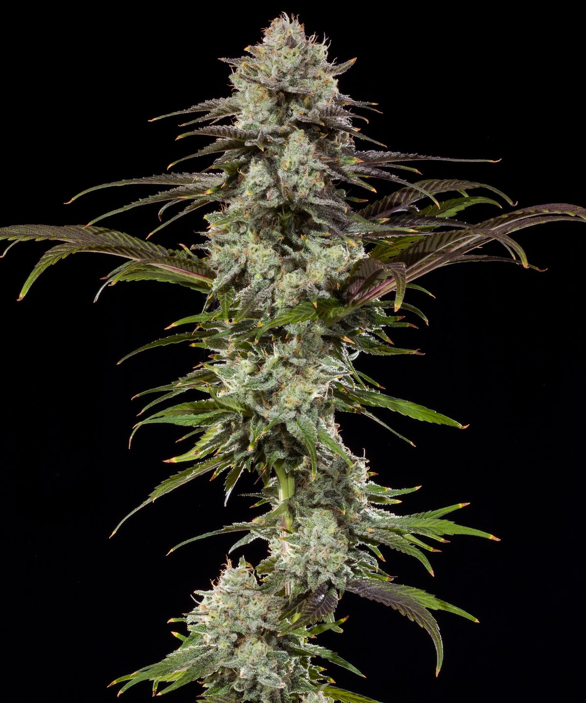 London Pound Cake F1 od Barney's Farm