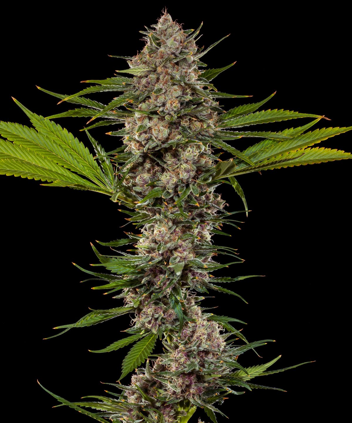 MAC 1 F1 od Barney's Farm