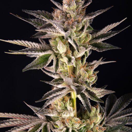 Semena marihuany RS11 x Banana OG Feminizovaná