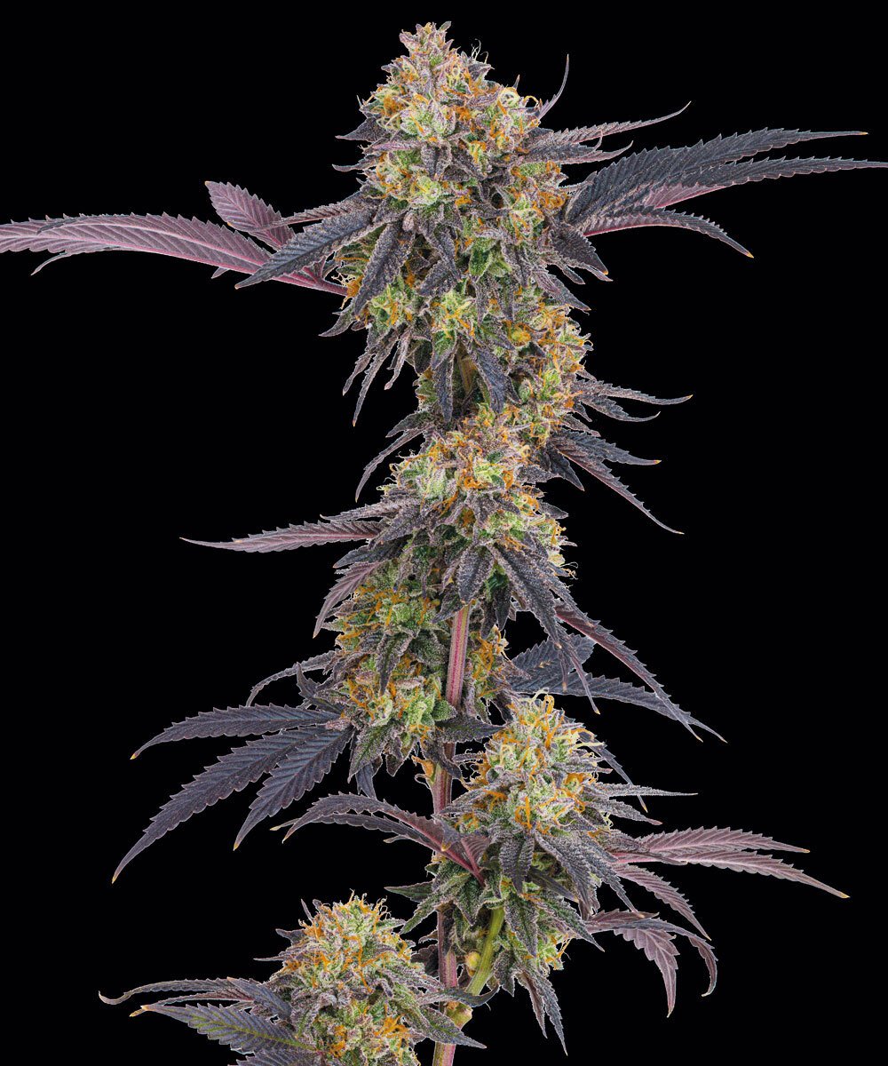 Tropicana Cherry od Barney's Farm
