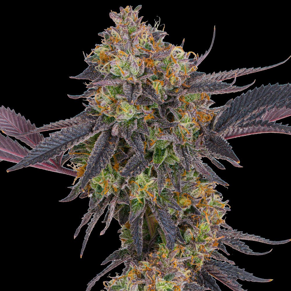 Tropicana Cherry od Barney’s Farm, foto 2 Tropicana Cherry od Barney’s Farm, foto 2