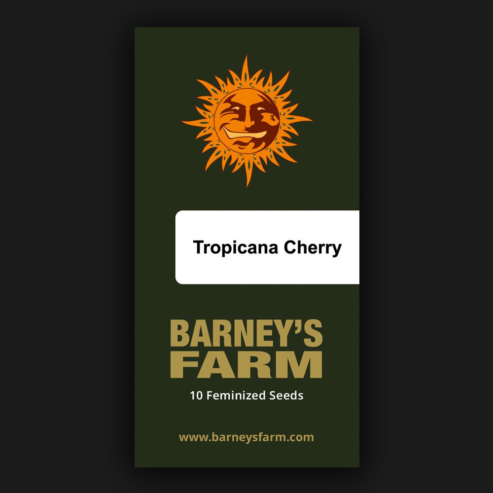 Tropicana Cherry od Barney’s Farm, foto 3 Tropicana Cherry od Barney’s Farm, foto 3